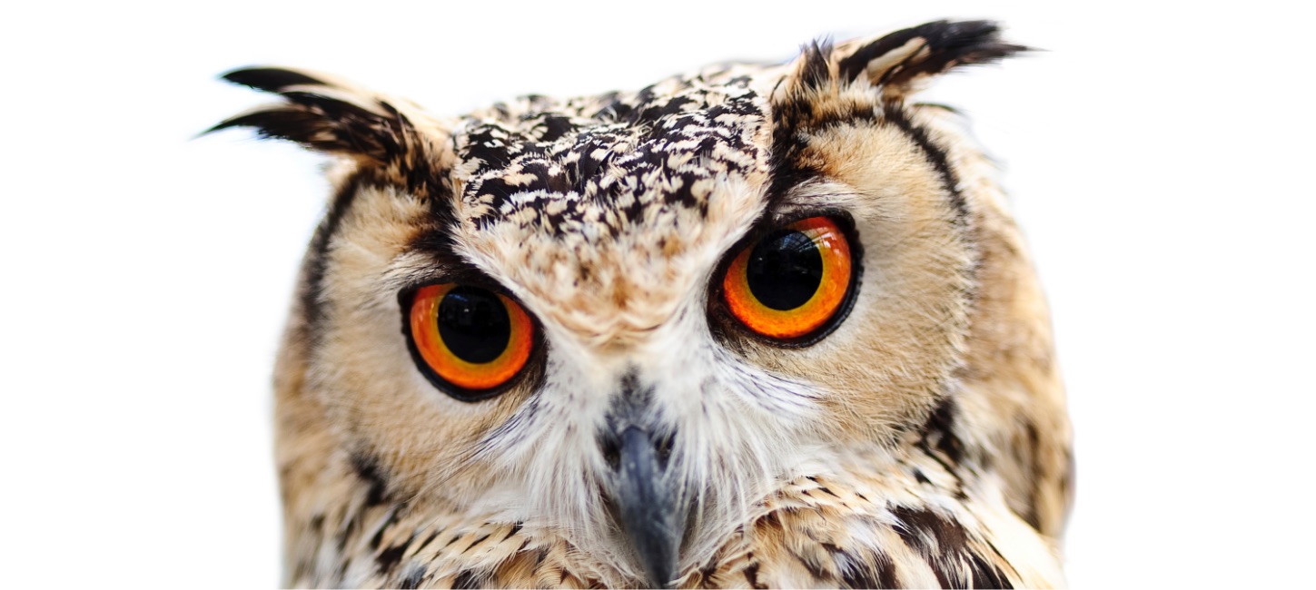 WGN Owl